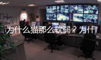 為什么貓那么軟弱？為什么貓那么軟綿綿的