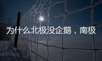 為什么北極沒企鵝，南極沒北極熊？—新聞—科學網
