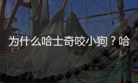 為什么哈士奇咬小狗？哈士奇老是撕咬東西怎么辦