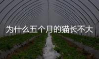 為什么五個(gè)月的貓長(zhǎng)不大(五個(gè)月的貓一直叫是為什么)