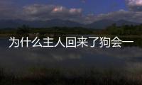 為什么主人回來了狗會一直叫