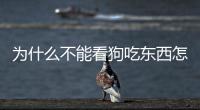為什么不能看狗吃東西怎么回事呢(為什么不能看狗吃東西怎么回事呀)