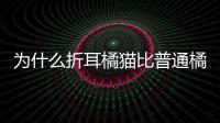 為什么折耳橘貓比普通橘貓貴很多？為什么折耳橘貓比普通橘貓貴呢