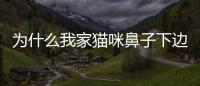 為什么我家貓咪鼻子下邊有點黑呢？為什么我家貓咪鼻子下邊有點黑色