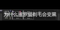 為什么暹羅貓剃毛會變黑(暹羅貓毛會變黑嗎)