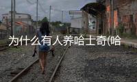 為什么有人養(yǎng)哈士奇(哈士奇為什么不好養(yǎng))