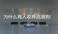 為什么有人收養(yǎng)流浪狗(為什么有人覺(jué)得流浪狗可憐)