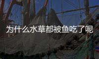 為什么水草都被魚吃了呢？水草會被魚吃光嗎
