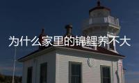 為什么家里的錦鯉養不大(黑色錦鯉為什么難養)