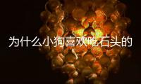 為什么小狗喜歡吃石頭的原因？小狗為什么會吃小石頭