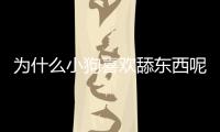 為什么小狗喜歡舔東西呢？為什么小狗喜歡舔東西的原因