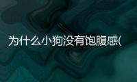 為什么小狗沒(méi)有飽腹感(為什么感覺(jué)小狗吃不飽)