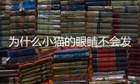 為什么小貓的眼睛不會發光呢？為什么貓眼睛不發亮
