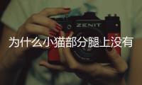 為什么小貓部分腿上沒有毛(小貓為什么喜歡抱腿咬)