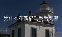 為什么布偶貓剃毛后變黑了？布偶貓剃毛后變黑還能變白嗎