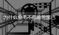 為什么金毛不愿意帶尾巴？金毛為什么不讓養