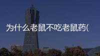 為什么老鼠不吃老鼠藥(老鼠為什么吃老鼠藥不死)