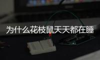 為什么花枝鼠天天都在睡覺？ 花枝鼠有鼠疫嗎