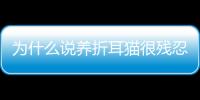 為什么說養(yǎng)折耳貓很殘忍？能不能養(yǎng)折耳貓