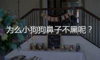 為么小狗狗鼻子不黑呢？小狗狗鼻子不黑怎么回事