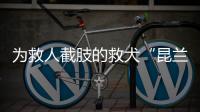 為救人截肢的救犬“昆蘭”，有了一條飛毛腿