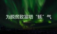 為脫貧致富增“蠔”氣