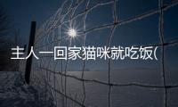 主人一回家貓咪就吃飯(貓咪回家不吃飯怎么辦)