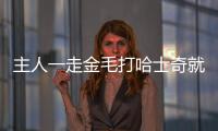 主人一走金毛打哈士奇就咬人(金毛揍哈士奇)