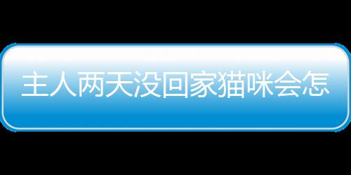 主人兩天沒回家貓咪會怎么樣呢？兩天不回家貓會想我嗎