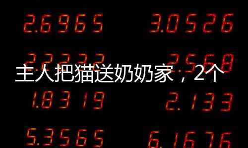 主人把貓送奶奶家，2個月貓咪重了4斤：果然是奶奶養的貓