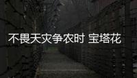 不畏天災爭農時 寶塔花菜喜豐收