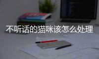 不聽話的貓咪該怎么處理(貓咪不聽話怎么打)