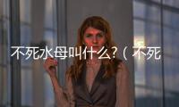 不死水母叫什么?（不死水母）