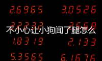 不小心讓小狗聞了腿怎么辦？不小心讓小狗聞了腿的味道