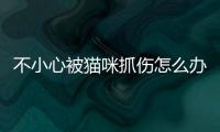 不小心被貓咪抓傷怎么辦？不小心被貓咪抓傷不打狂犬疫苗有事嘛
