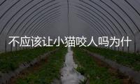 不應(yīng)該讓小貓咬人嗎為什么(不讓貓干嘛貓偏要干嘛)