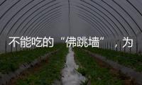 不能吃的“佛跳墻”，為啥這么火？
