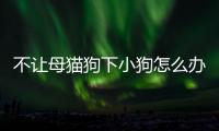不讓母貓狗下小狗怎么辦(不讓母貓狗下小狗可以嗎)