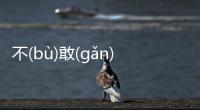 不(bù)敢(gǎn)旁(páng)鶩(wù)這是一條可靠的消息嗎?