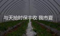 與天搶時保豐收 我市夏糧搶收已近八成_
