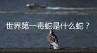 世界第一毒蛇是什么蛇？ 世界第一毒蛇