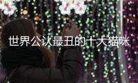 世界公認最丑的十大貓咪圖片，世界最丑的貓排名前十