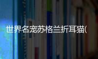 世界名寵蘇格蘭折耳貓(關于世界名寵蘇格蘭折耳貓簡述)
