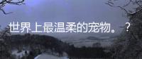 世界上最溫柔的寵物。？ 世界名犬寵物犬