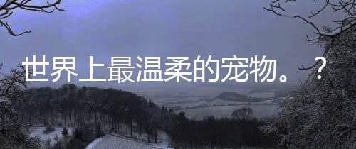 世界上最溫柔的寵物。？ 世界名犬寵物犬