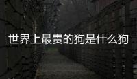世界上最貴的狗是什么狗多少錢(世界上最貴的狗是什么狗多少元)
