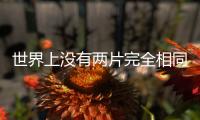 世界上沒有兩片完全相同的樹葉英語（世界上沒有兩片完全相同的樹葉）