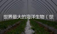 世界最大的海洋生物（世界最大的海）