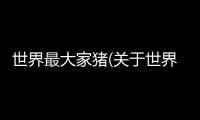 世界最大家豬(關于世界最大家豬簡述)