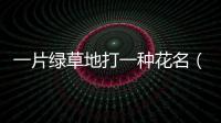 一片綠草地打一種花名（一片綠草地打一種花）